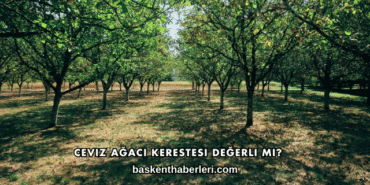 Ceviz Ağacı Kerestesi Değerli mi?