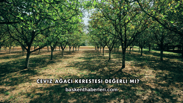 Ceviz Ağacı Kerestesi Değerli mi?