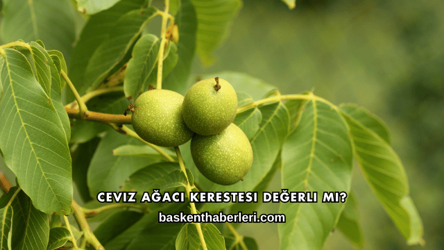 Ceviz Ağacı Kerestesi Değerli mi?