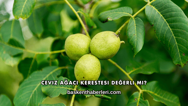 Ceviz Ağacı Kerestesi Değerli mi?