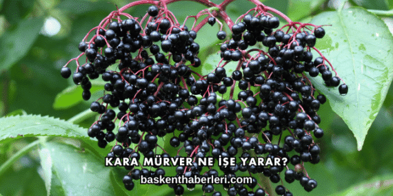 Kara Mürver Ne İşe Yarar?