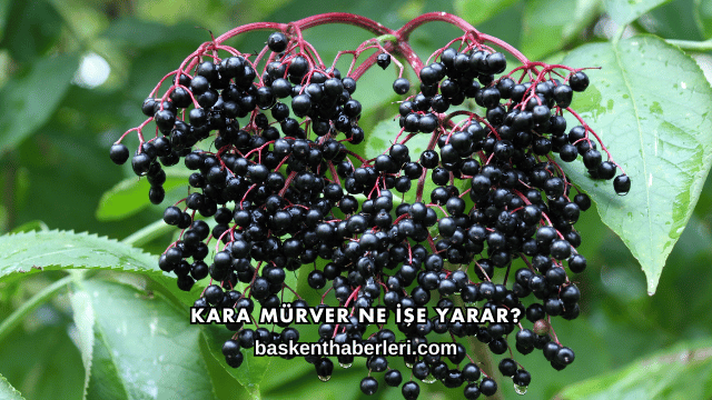 Kara Mürver Ne İşe Yarar?