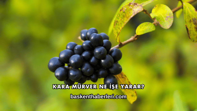 Kara Mürver Ne İşe Yarar?