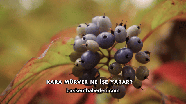 Kara Mürver Ne İşe Yarar?