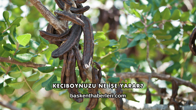 Keçiboynuzu Ne İşe Yarar?