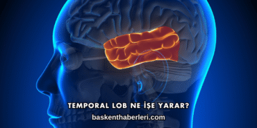 Temporal Lob Ne İşe Yarar?