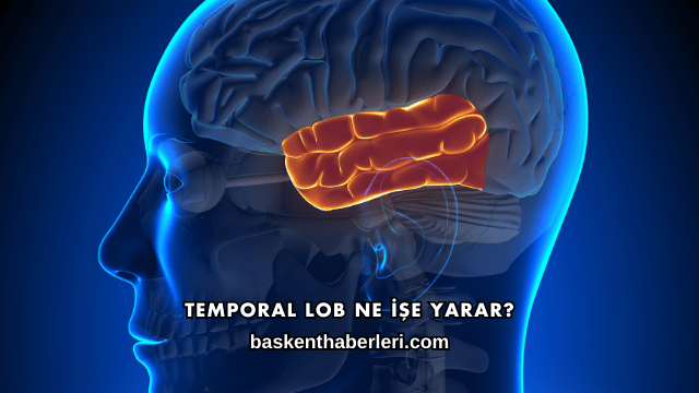 Temporal Lob Ne İşe Yarar?
