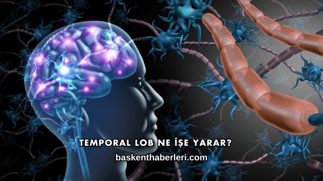 Temporal Lob Ne İşe Yarar?